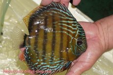 画像4: 【ワイルドディスカス】【通販】【未開の新産地個体】ラーゴサポレッド&パール【個体販売】14-16cm（生体）ラーゴサポ産 (4)