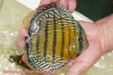 画像3: 【30周年記念セール対象個体】【ワイルドディスカス】【通販】【未開の新産地個体】ラーゴサポレッド&パール【個体販売】14-16cm（生体）ラーゴサポ産 (3)