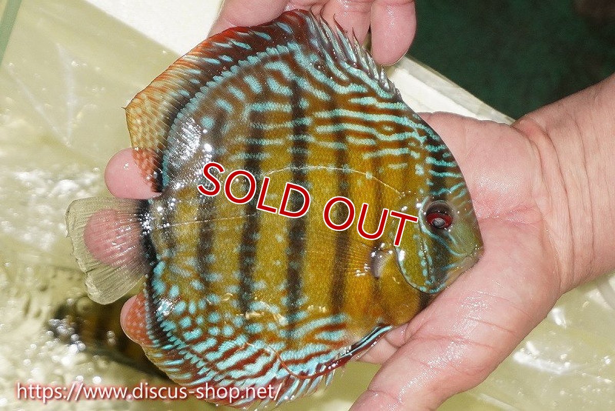 画像4: 【ワイルドディスカス】【通販】【未開の新産地個体】ラーゴサポレッド&パール【個体販売】14-16cm（生体）ラーゴサポ産 (4)