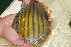 画像1: 【ワイルドディスカス】【通販】【未開の新産地個体】ラーゴサポレッド&パール【個体販売】14-16cm（生体）ラーゴサポ産 (1)