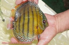 画像4: 【ワイルドディスカス】【通販】【未開の新産地個体】ラーゴサポレッド&パール【個体販売】14-16cm（生体）ラーゴサポ産 (4)