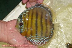 画像1: 【ワイルドディスカス】【通販】【未開の新産地個体】ラーゴサポレッド&パール【個体販売】14-16cm（生体）ラーゴサポ産 (1)