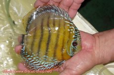 画像2: 【ワイルドディスカス】【通販】【未開の新産地個体】ラーゴサポレッド&パール【個体販売】14-16cm（生体）ラーゴサポ産 (2)