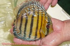 画像2: 【ワイルドディスカス】【通販】【未開の新産地個体】ラーゴサポレッド&パール【個体販売】14-16cm（生体）ラーゴサポ産 (2)