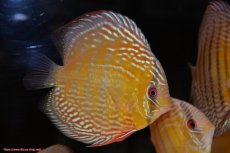 画像3: 【30周年記念セール対象個体】【ワイルドディスカス】【通販】【未開の新産地個体】ラーゴサポレッド&パール【個体販売】14-16cm（生体）ラーゴサポ産 (3)