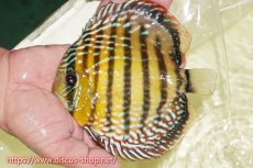 画像4: 【30周年記念セール対象個体】【ワイルドディスカス】【通販】【未開の新産地個体】ラーゴサポレッド&パール【個体販売】14-16cm（生体）ラーゴサポ産 (4)