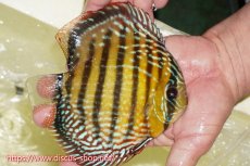 画像5: 【30周年記念セール対象個体】【ワイルドディスカス】【通販】【未開の新産地個体】ラーゴサポレッド&パール【個体販売】14-16cm（生体）ラーゴサポ産 (5)