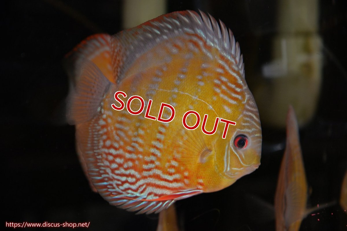 画像1: 【30周年記念セール対象個体】【ワイルドディスカス】【通販】【未開の新産地個体】ラーゴサポレッド&パール【個体販売】14-16cm（生体）ラーゴサポ産 (1)