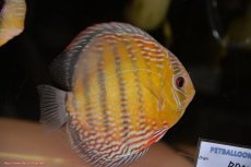 画像3: 【30周年記念セール対象個体】【ワイルドディスカス】【通販】【未開の新産地個体】ラーゴサポレッド&パール【個体販売】14-16cm（生体）ラーゴサポ産 (3)