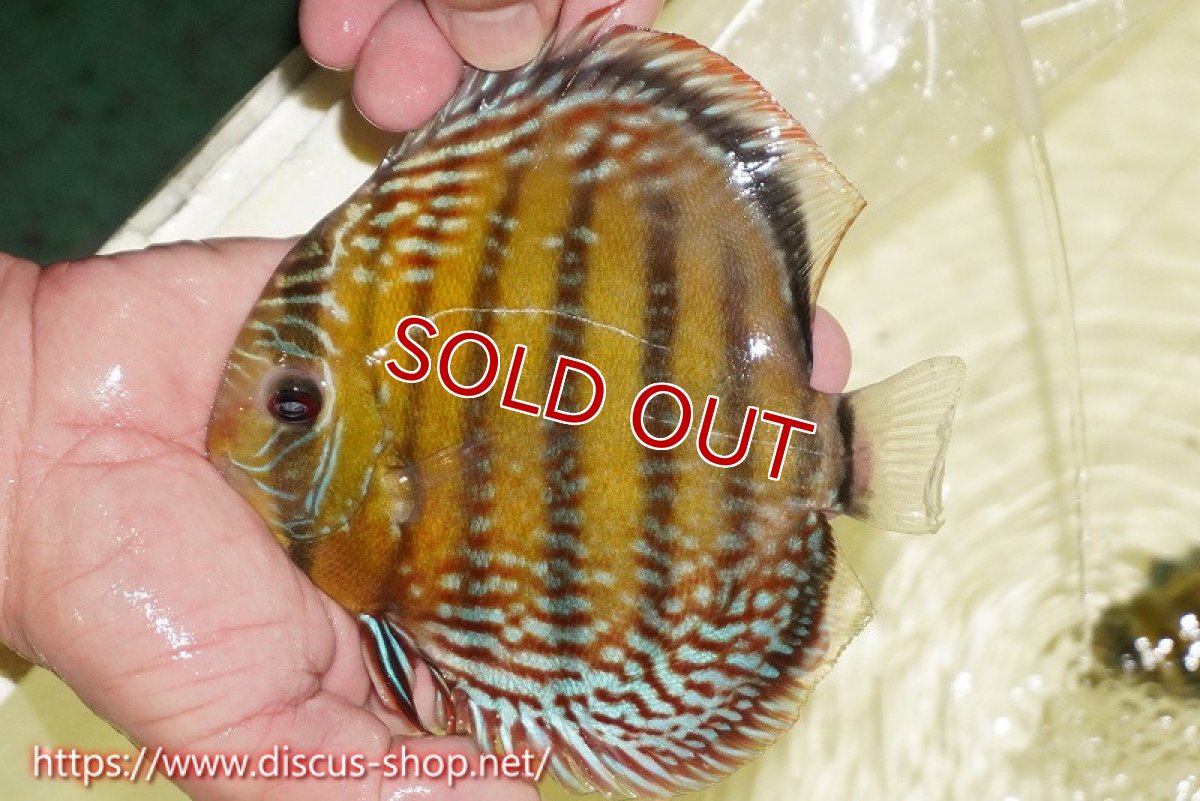 画像4: 【30周年記念セール対象個体】【ワイルドディスカス】【通販】【未開の新産地個体】ラーゴサポレッド&パール【個体販売】14-16cm（生体）ラーゴサポ産 (4)