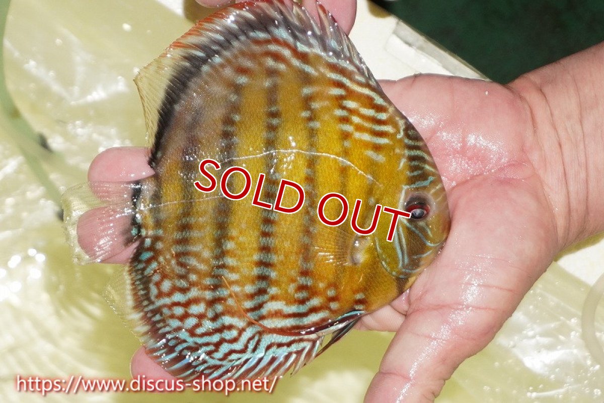 画像5: 【30周年記念セール対象個体】【ワイルドディスカス】【通販】【未開の新産地個体】ラーゴサポレッド&パール【個体販売】14-16cm（生体）ラーゴサポ産 (5)