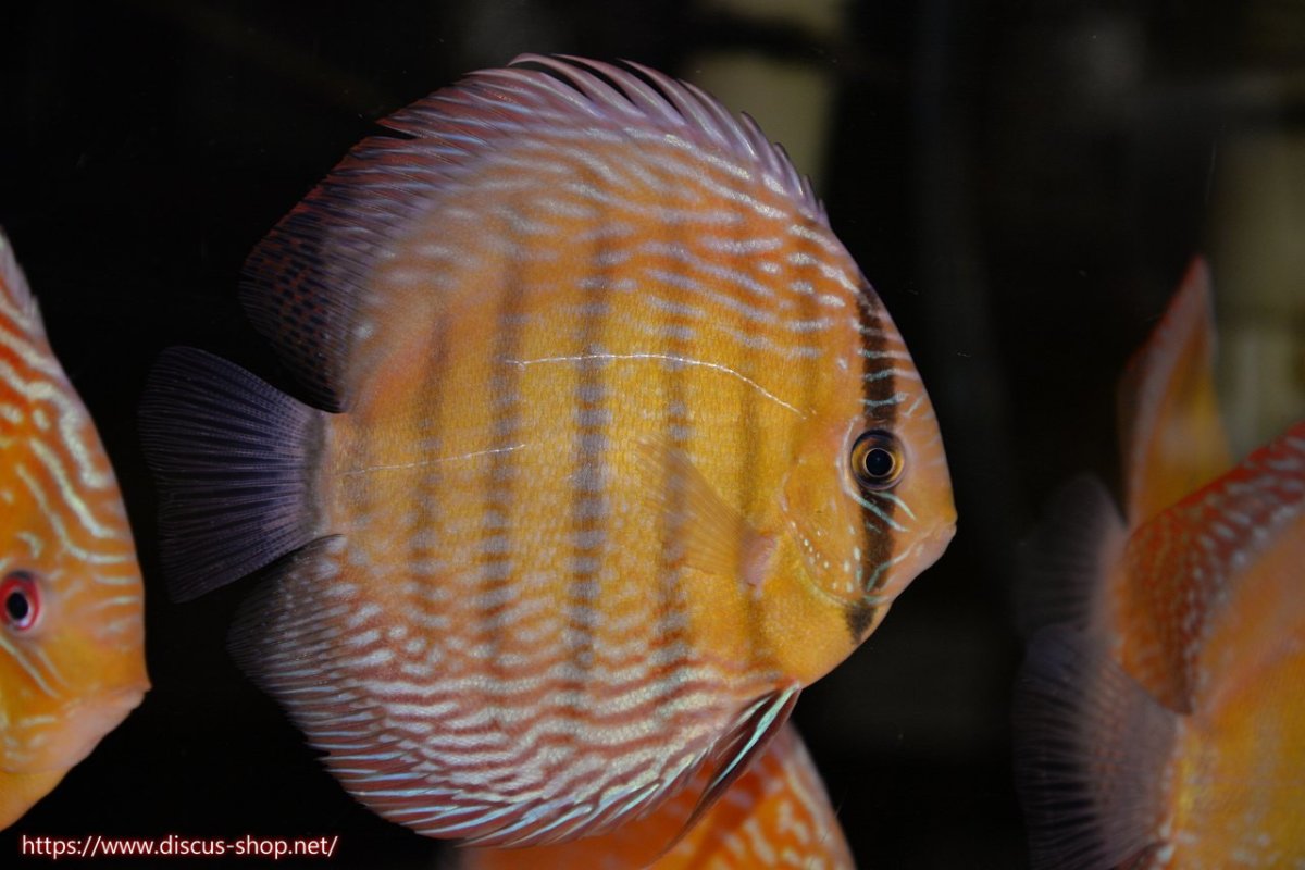 画像1: 【30周年記念セール対象個体】【ワイルドディスカス】【通販】【未開の新産地個体】ラーゴサポレッド&パール【個体販売】14-16cm（生体）ラーゴサポ産 (1)