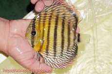 画像1: 【ワイルドディスカス】【通販】【未開の新産地個体】ラーゴサポレッド&パール【個体販売】14-16cm（生体）ラーゴサポ産 (1)