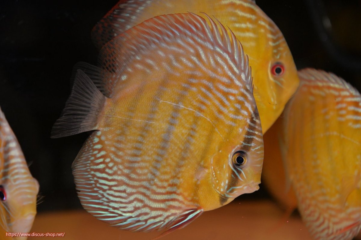 画像2: 【30周年記念セール対象個体】【ワイルドディスカス】【通販】【未開の新産地個体】ラーゴサポレッド&パール【個体販売】14-16cm（生体）ラーゴサポ産 (2)