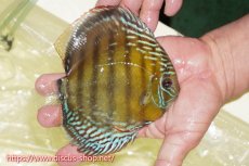 画像3: 【ワイルドディスカス】【通販】【未開の新産地個体】ラーゴサポレッド&パール【個体販売】14-16cm（生体）ラーゴサポ産 (3)