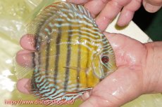 画像2: 【ワイルドディスカス】【通販】【未開の新産地個体】ラーゴサポレッド&パール【個体販売】14-16cm（生体）ラーゴサポ産 (2)