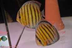 画像1: 【30周年記念セール対象個体】【ワイルドディスカス】【通販】【未開の新産地個体】ラーゴサポパールロイヤル【個体ペア販売】15-16cm（生体）ラーゴサポ産 (1)