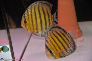 ディスカス\販売形式\個体ペア販売 - ペットバルーンEX ワイルド