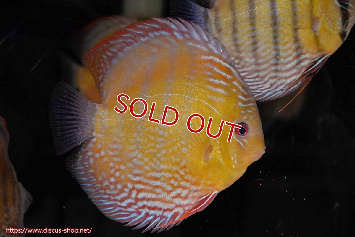 画像2: 【ワイルドディスカス】【通販】【未開の新産地個体】ラーゴサポパールロイヤル【個体ペア販売】15-16cm（生体）ラーゴサポ産 (2)