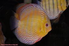 画像2: 【30周年記念セール対象個体】【ワイルドディスカス】【通販】【未開の新産地個体】ラーゴサポパールロイヤル【個体ペア販売】15-16cm（生体）ラーゴサポ産 (2)