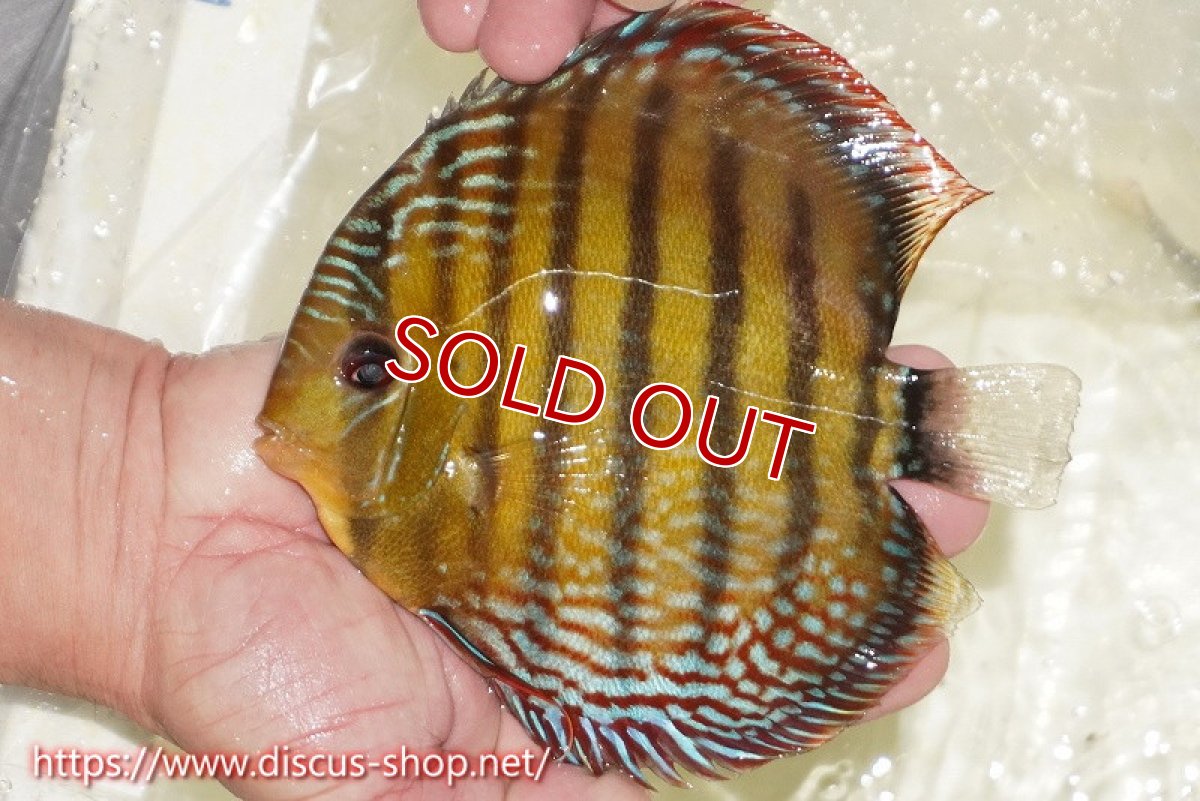 画像3: 【ワイルドディスカス】【通販】【未開の新産地個体】ラーゴサポパールロイヤル【個体ペア販売】15-16cm（生体）ラーゴサポ産 (3)