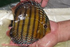 画像4: 【30周年記念セール対象個体】【ワイルドディスカス】【通販】【未開の新産地個体】ラーゴサポパールロイヤル【個体ペア販売】15-16cm（生体）ラーゴサポ産 (4)