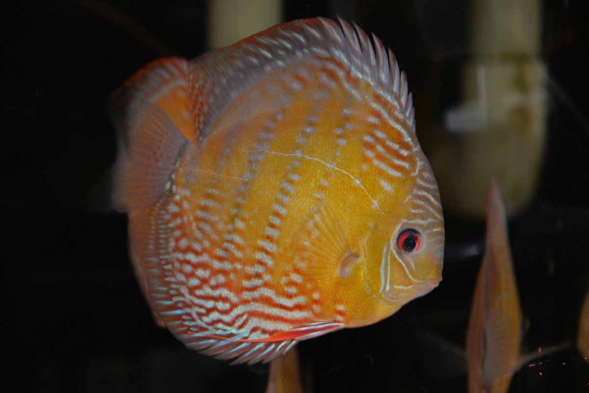 画像5: 【30周年記念セール対象個体】【ワイルドディスカス】【通販】【未開の新産地個体】ラーゴサポパールロイヤル【個体ペア販売】15-16cm（生体）ラーゴサポ産 (5)