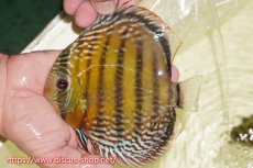 画像6: 【30周年記念セール対象個体】【ワイルドディスカス】【通販】【未開の新産地個体】ラーゴサポパールロイヤル【個体ペア販売】15-16cm（生体）ラーゴサポ産 (6)