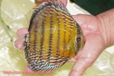 画像7: 【30周年記念セール対象個体】【ワイルドディスカス】【通販】【未開の新産地個体】ラーゴサポパールロイヤル【個体ペア販売】15-16cm（生体）ラーゴサポ産 (7)