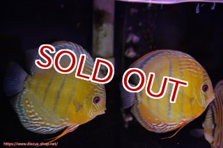 ディスカス\販売形式\個体ペア販売 - ペットバルーンEX ワイルド
