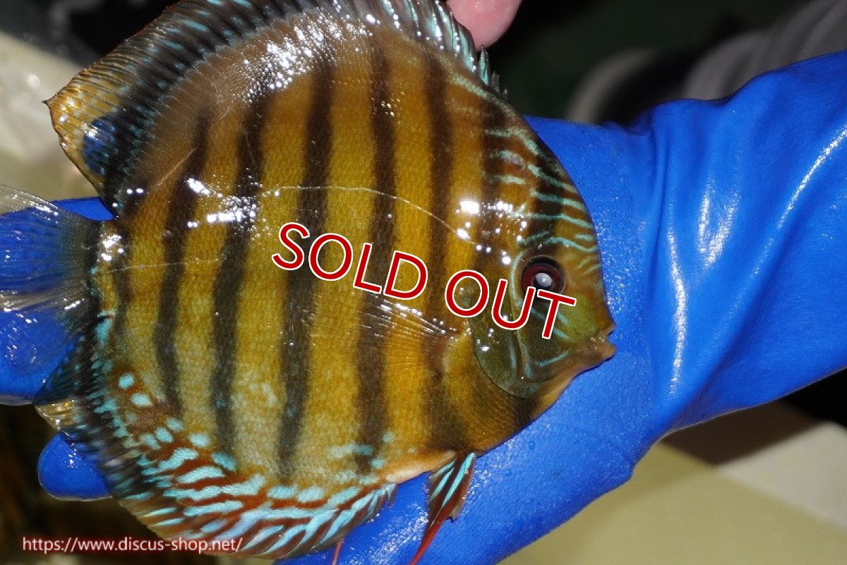 画像4: 【ワイルドディスカス】【通販】【未開の新産地個体】ラーゴサポクリムゾンレッド【個体ペア販売】15-16cm（生体）ラーゴサポ産 (4)