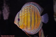 画像5: 【ワイルドディスカス】【通販】【未開の新産地個体】ラーゴサポミドルパールロイヤル【個体ペア販売】15-16cm（生体）ラーゴサポ産 (5)