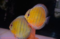 画像1: 【初夏のワイルドディスカスセール対象個体】【ワイルドディスカス】【通販】【未開の新産地個体】ラーゴサポクリムゾンレッド【個体ペア販売】15-16cm（生体）ラーゴサポ産 (1)