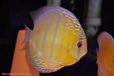 画像2: 【初夏のワイルドディスカスセール対象個体】【ワイルドディスカス】【通販】【未開の新産地個体】ラーゴサポクリムゾンレッド【個体ペア販売】15-16cm（生体）ラーゴサポ産 (2)