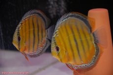 画像1: 【初夏のワイルドディスカスセール対象個体】【ワイルドディスカス】【通販】【未開の新産地個体】ラーゴサポクリムゾンレッド【個体ペア販売】15-16cm（生体）ラーゴサポ産 (1)