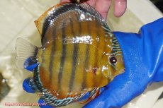 画像4: 【初夏のワイルドディスカスセール対象個体】【ワイルドディスカス】【通販】【未開の新産地個体】ラーゴサポクリムゾンレッド【個体ペア販売】15-16cm（生体）ラーゴサポ産 (4)