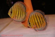 画像1: 【ワイルドディスカス】【通販】ラーゴサポパールロイヤル（♂）クリムゾンレッド（♀）【個体ペア販売】15-17ｃｍ（生体）ラーゴサポ産 (1)