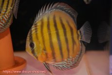 画像5: 【ワイルドディスカス】【通販】ラーゴサポパールロイヤル（♂）クリムゾンレッド（♀）【個体ペア販売】15-17ｃｍ（生体）ラーゴサポ産 (5)
