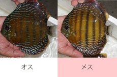 画像1: 【ワイルドディスカス】【通販】ラーゴサポレッド【個体ペア販売】15-16cm（生体）ラーゴサポ産 (1)