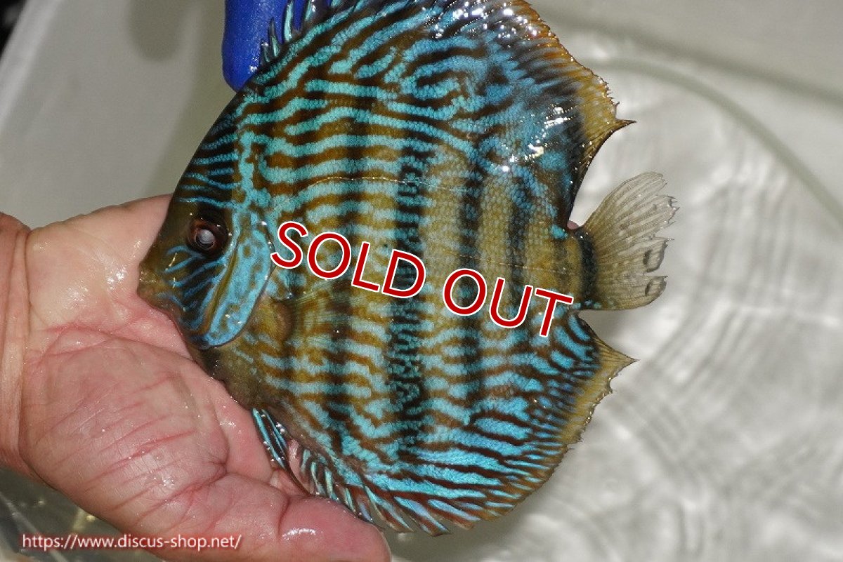 画像1: 【ワイルドディスカス】【通販】【10年ぶり?の入荷】カヌマ スーパーロイヤル【個体販売】17-18cm(生体)(生体)カヌマ産 (1)