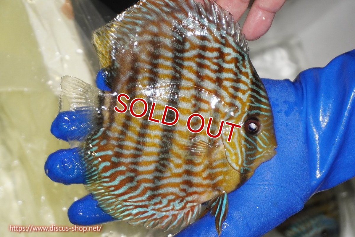 画像4: 【ワイルドディスカス】【通販】【10年ぶり？の入荷】カヌマ スーパーロイヤル【個体販売】16-17cm（生体）カヌマ産 (4)