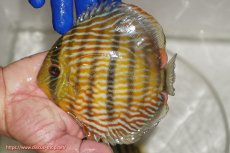 画像3: 【ウィンターセール対象個体】【ワイルドディスカス】【通販】【10年ぶり？の入荷】カヌマ スーパーロイヤル【個体販売】15-16cm（生体）カヌマ産 (3)