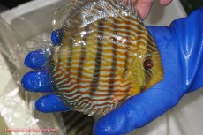 画像4: 【ウィンターセール対象個体】【ワイルドディスカス】【通販】【10年ぶり？の入荷】カヌマ スーパーロイヤル【個体販売】15-16cm（生体）カヌマ産 (4)