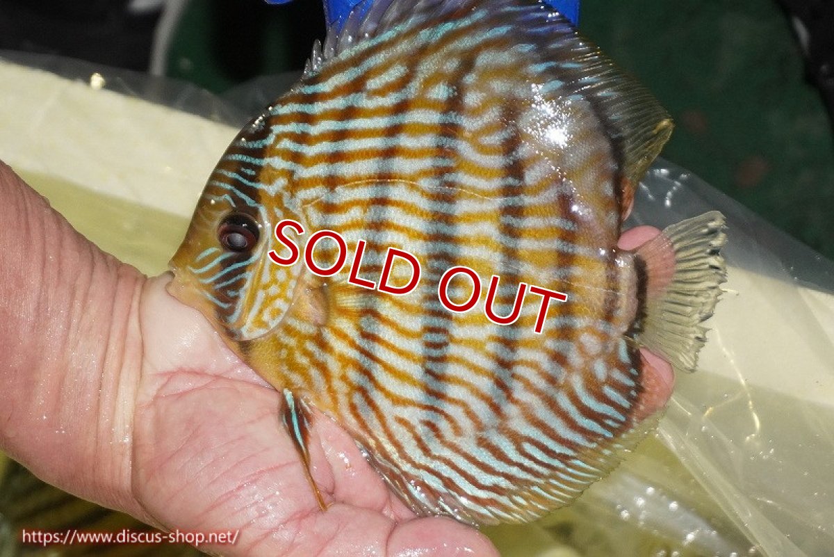 画像2: 【ワイルドディスカス】【通販】【10年ぶり？の入荷】カヌマ スーパーロイヤル【個体販売】17-18cm（生体）カヌマ産 (2)