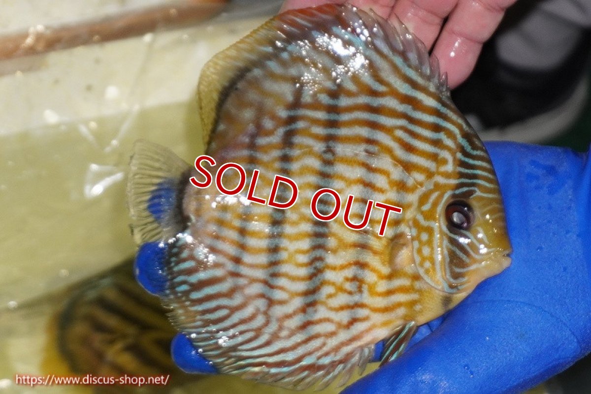 画像3: 【ワイルドディスカス】【通販】【10年ぶり？の入荷】カヌマ スーパーロイヤル【個体販売】17-18cm（生体）カヌマ産 (3)