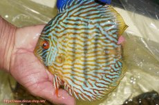画像1: 【ワイルドディスカス】【通販】【10年ぶり?の入荷】カヌマ スーパーロイヤル【個体販売】16-17cm(生体)(生体)カヌマ産 (1)