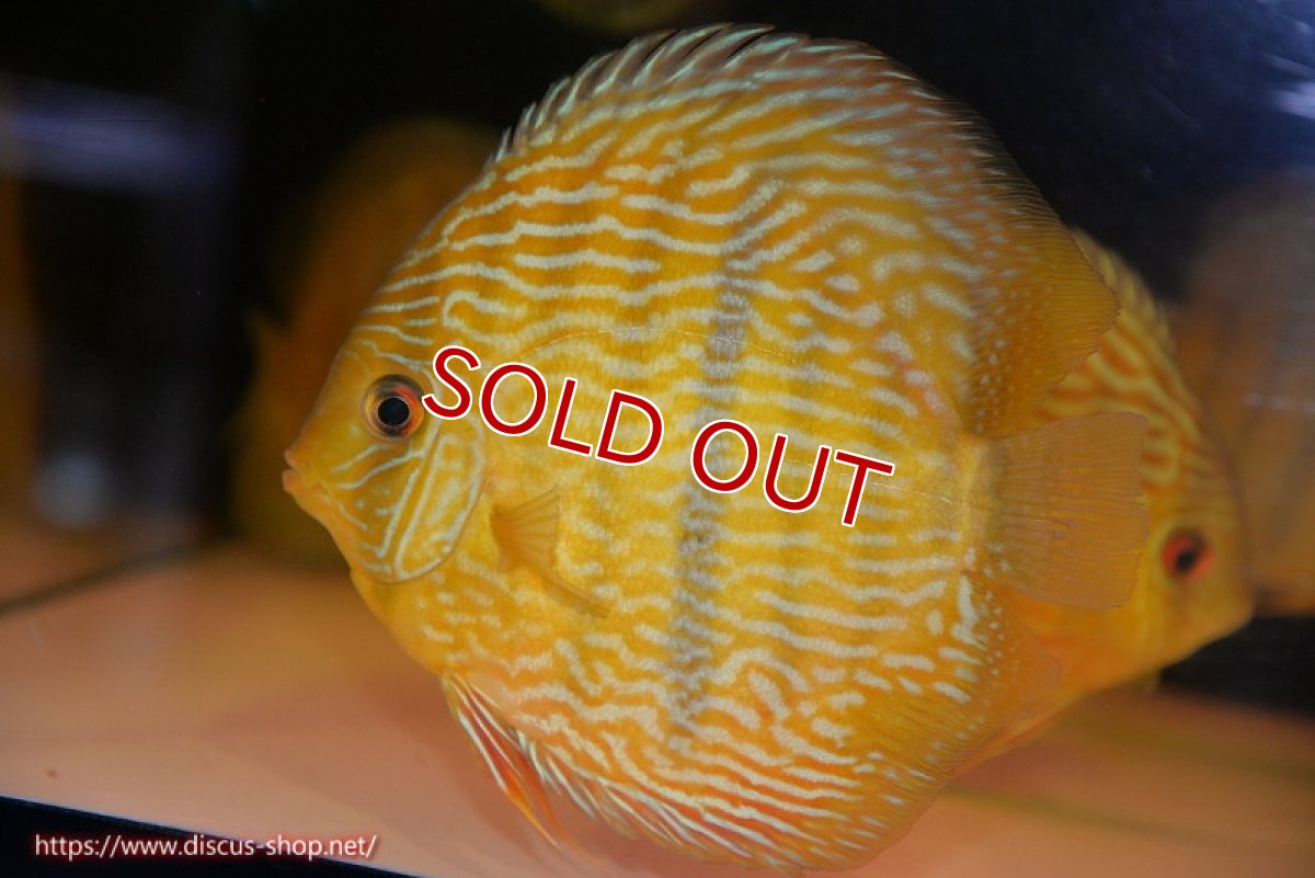 画像1: 【決算セール対象個体】【ワイルドディスカス】【通販】【10年ぶり？の入荷】カヌマ スーパーロイヤル【個体販売】17-18cm（生体）カヌマ産 (1)