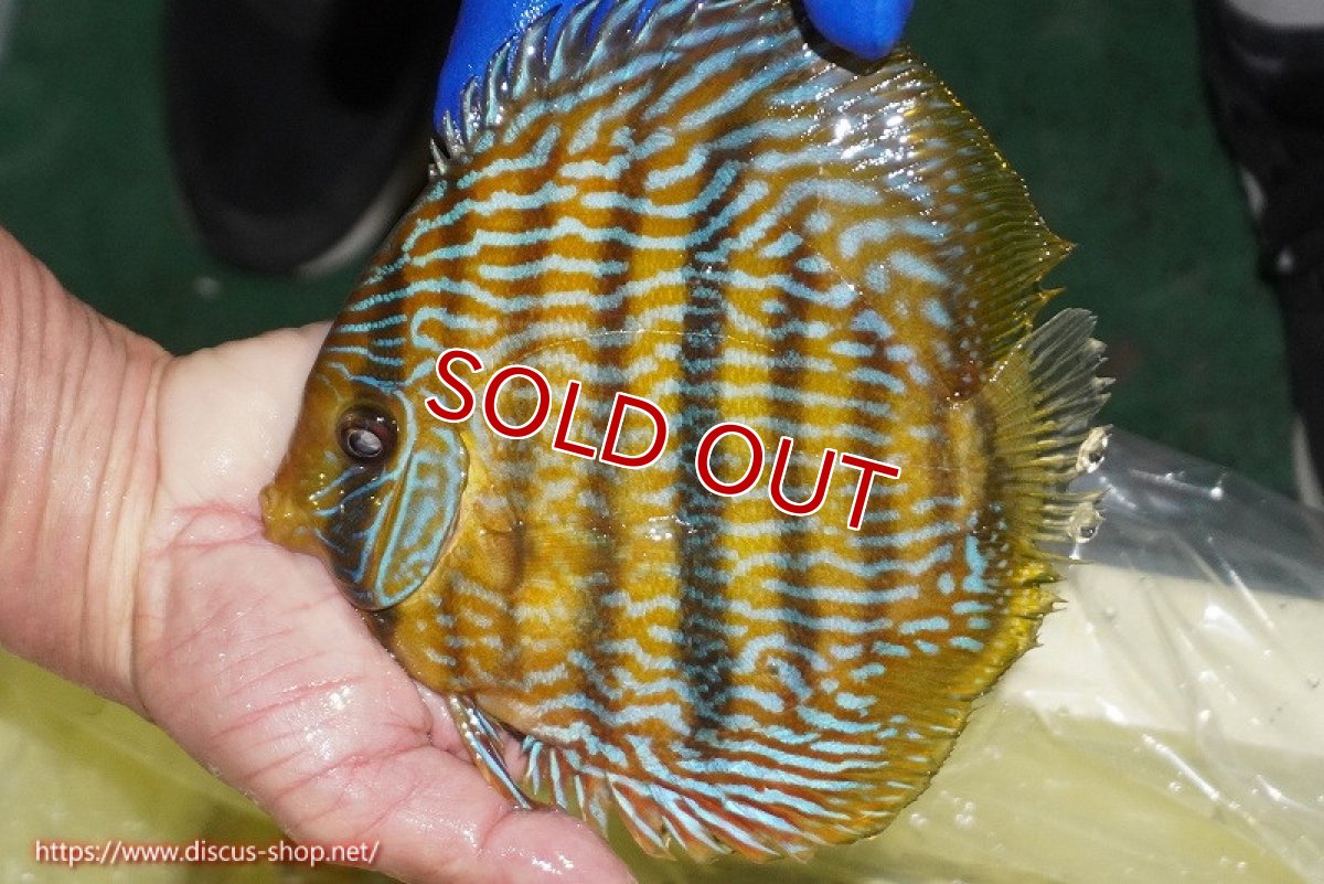 画像2: 【決算セール対象個体】【ワイルドディスカス】【通販】【10年ぶり？の入荷】カヌマ スーパーロイヤル【個体販売】17-18cm（生体）カヌマ産 (2)