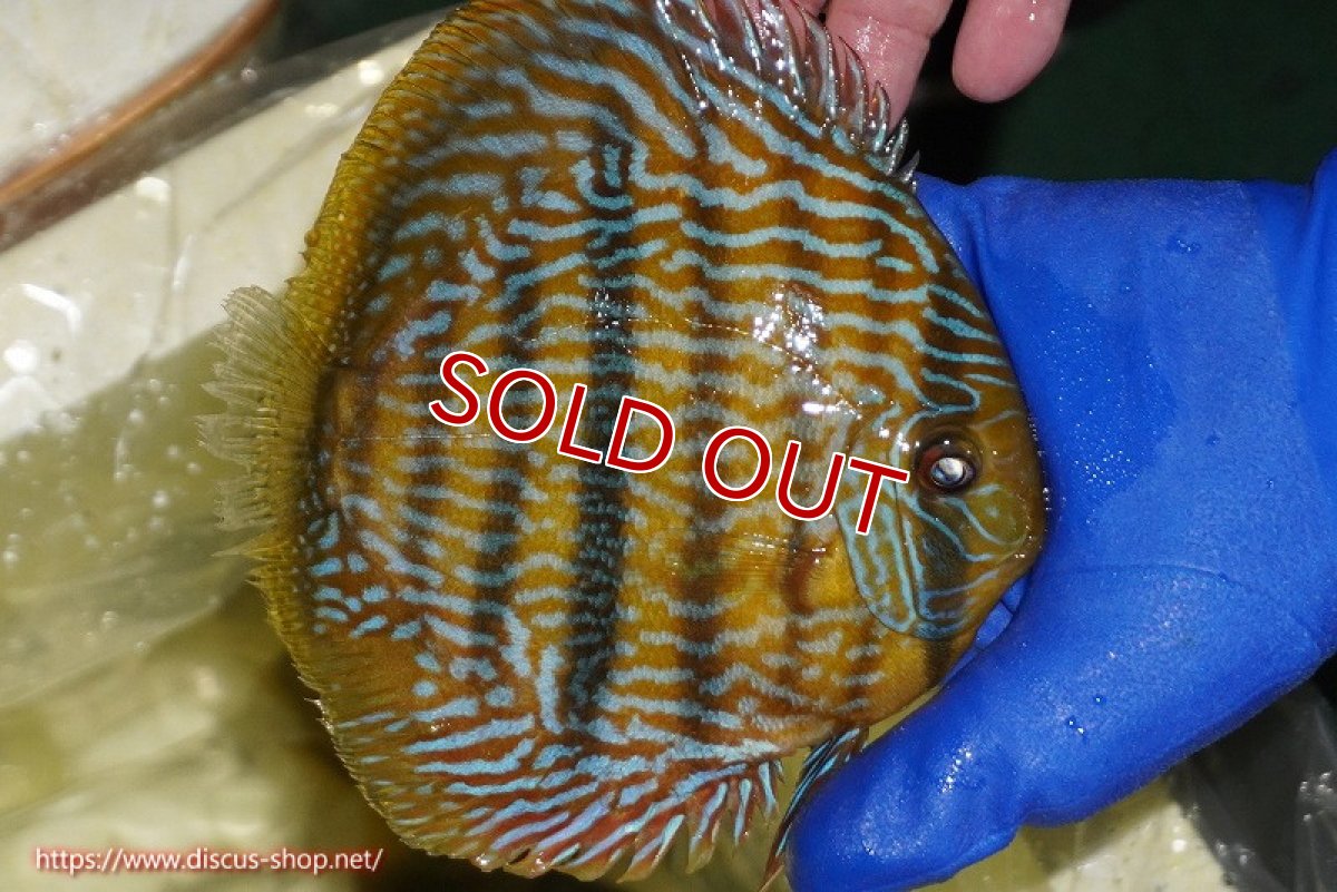 画像3: 【決算セール対象個体】【ワイルドディスカス】【通販】【10年ぶり？の入荷】カヌマ スーパーロイヤル【個体販売】17-18cm（生体）カヌマ産 (3)