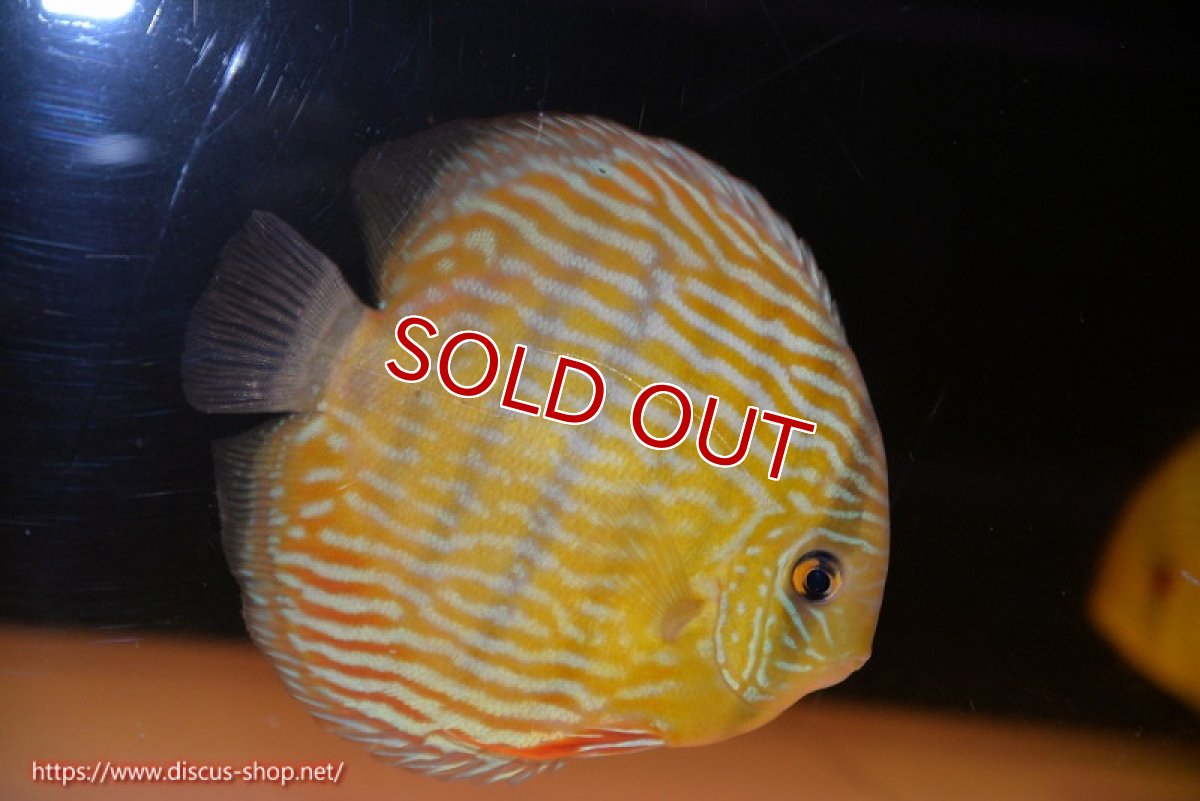画像1: 【ワイルドディスカス】【通販】【10年ぶり？の入荷】カヌマ スーパーロイヤル（オレンジ目）【個体販売】16-17cm（生体）カヌマ産 (1)